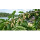 Valkomulperipuu 'White Honey' (Morus alba 'White Honey')
